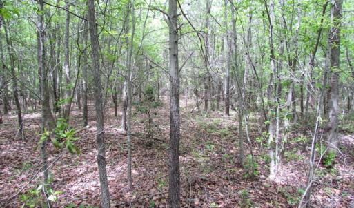 Photo of SOLD!  7.7 Acres of Residential Hunting Land For Sale in Greensville County VA!