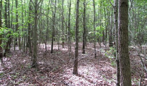 Photo of SOLD!  7.7 Acres of Residential Hunting Land For Sale in Greensville County VA!