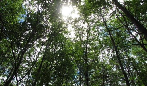 Photo of SOLD!  7.7 Acres of Residential Hunting Land For Sale in Greensville County VA!