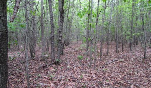Photo of SOLD!  7.7 Acres of Residential Hunting Land For Sale in Greensville County VA!