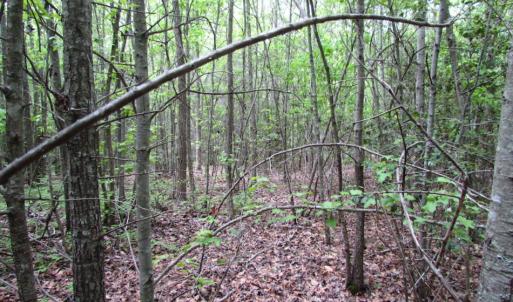 Photo of SOLD!  7.7 Acres of Residential Hunting Land For Sale in Greensville County VA!