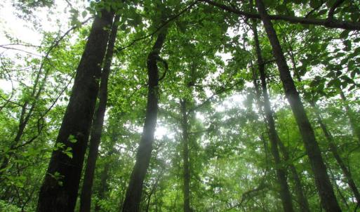 Photo of SOLD!  7.7 Acres of Residential Hunting Land For Sale in Greensville County VA!
