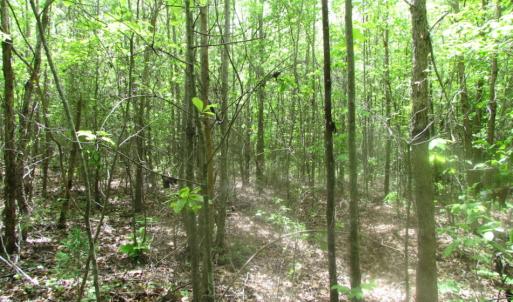 Photo of SOLD!  7.7 Acres of Residential Hunting Land For Sale in Greensville County VA!