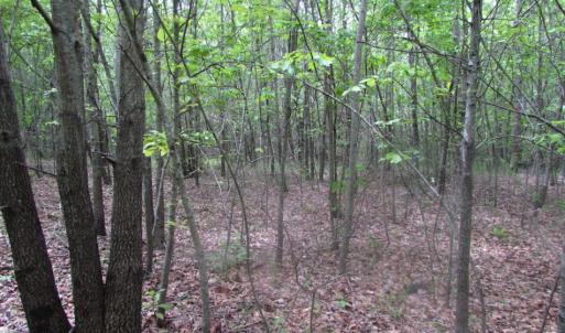 Photo of SOLD!  7.7 Acres of Residential Hunting Land For Sale in Greensville County VA!