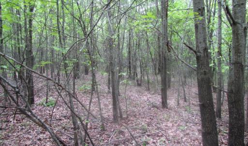 Photo of SOLD!  7.7 Acres of Residential Hunting Land For Sale in Greensville County VA!