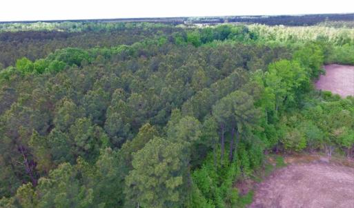Photo of SOLD!  12.5 Acres of Hunting and Timber Land For Sale in Hertford County NC!
