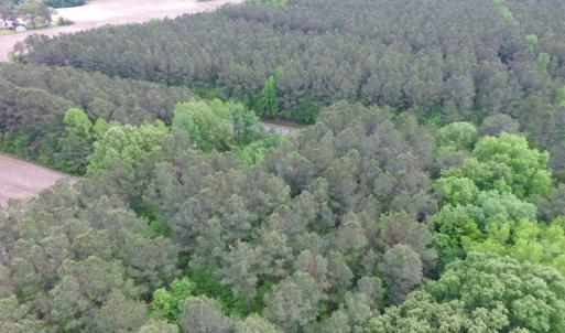 Photo of SOLD!  12.5 Acres of Hunting and Timber Land For Sale in Hertford County NC!