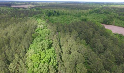 Photo of SOLD!  12.5 Acres of Hunting and Timber Land For Sale in Hertford County NC!