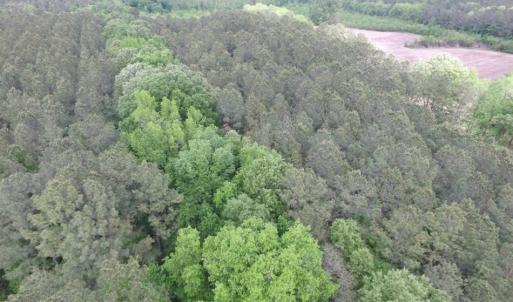 Photo of SOLD!  12.5 Acres of Hunting and Timber Land For Sale in Hertford County NC!