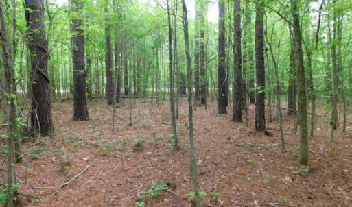 Photo of SOLD!  12.5 Acres of Hunting and Timber Land For Sale in Hertford County NC!
