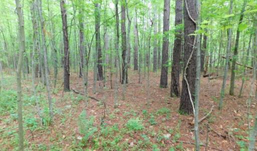 Photo of SOLD!  12.5 Acres of Hunting and Timber Land For Sale in Hertford County NC!