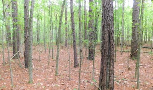 Photo of SOLD!  12.5 Acres of Hunting and Timber Land For Sale in Hertford County NC!