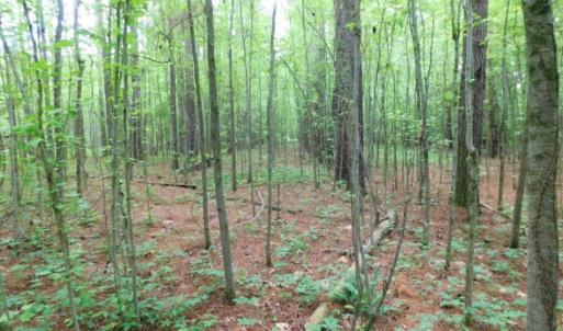 Photo of SOLD!  12.5 Acres of Hunting and Timber Land For Sale in Hertford County NC!