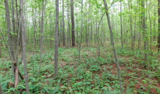 Photo of SOLD!  12.5 Acres of Hunting and Timber Land For Sale in Hertford County NC!