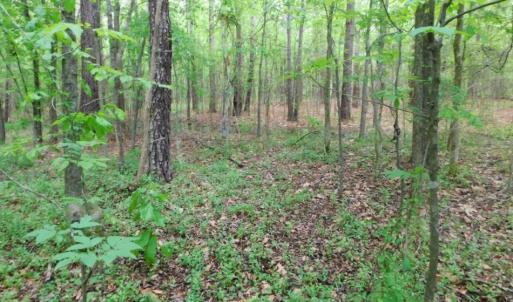Photo of SOLD!  12.5 Acres of Hunting and Timber Land For Sale in Hertford County NC!