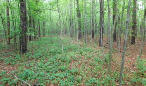 Photo of SOLD!  12.5 Acres of Hunting and Timber Land For Sale in Hertford County NC!