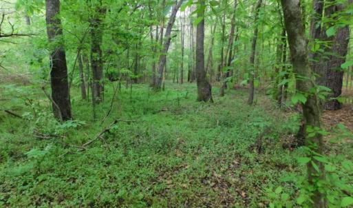Photo of SOLD!  12.5 Acres of Hunting and Timber Land For Sale in Hertford County NC!