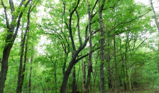 Photo of SOLD!  12.5 Acres of Hunting and Timber Land For Sale in Hertford County NC!