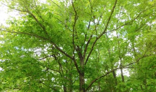 Photo of SOLD!  12.5 Acres of Hunting and Timber Land For Sale in Hertford County NC!