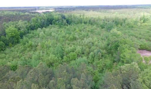 Photo of SOLD!  12.5 Acres of Hunting and Timber Land For Sale in Hertford County NC!