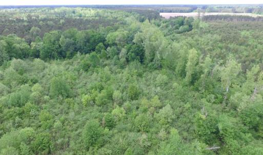 Photo of SOLD!  12.5 Acres of Hunting and Timber Land For Sale in Hertford County NC!