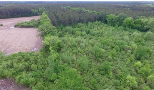 Photo of SOLD!  12.5 Acres of Hunting and Timber Land For Sale in Hertford County NC!