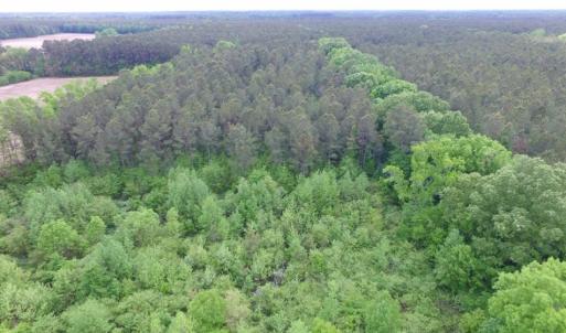 Photo of SOLD!  12.5 Acres of Hunting and Timber Land For Sale in Hertford County NC!