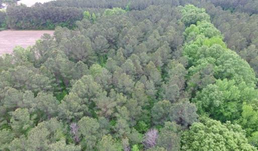 Photo of SOLD!  12.5 Acres of Hunting and Timber Land For Sale in Hertford County NC!