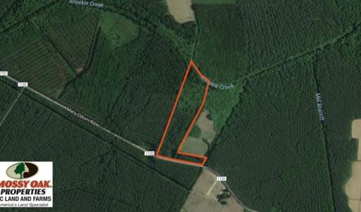 Photo of SOLD!  12.5 Acres of Hunting and Timber Land For Sale in Hertford County NC!