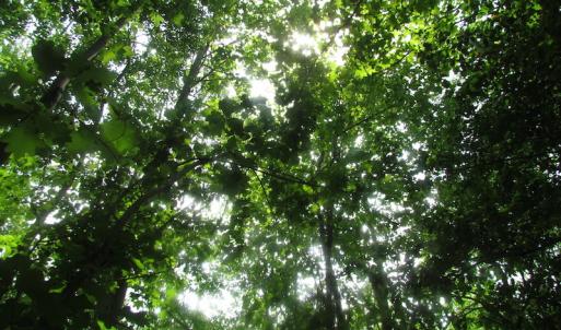 Photo of UNDER CONTRACT!  20 Acres of Hunting and Farm Land For Sale in Southampton County VA!