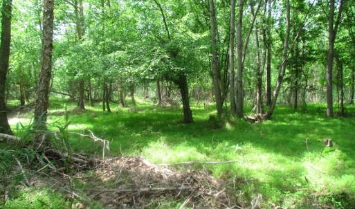Photo of UNDER CONTRACT!  20 Acres of Hunting and Farm Land For Sale in Southampton County VA!