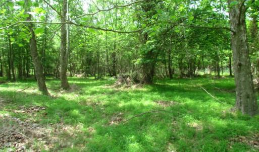 Photo of UNDER CONTRACT!  20 Acres of Hunting and Farm Land For Sale in Southampton County VA!