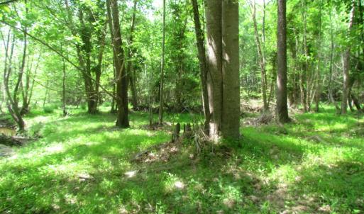 Photo of UNDER CONTRACT!  20 Acres of Hunting and Farm Land For Sale in Southampton County VA!