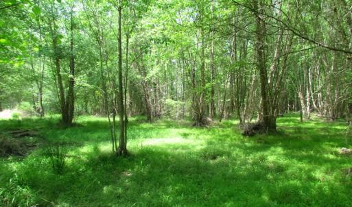 Photo of UNDER CONTRACT!  20 Acres of Hunting and Farm Land For Sale in Southampton County VA!