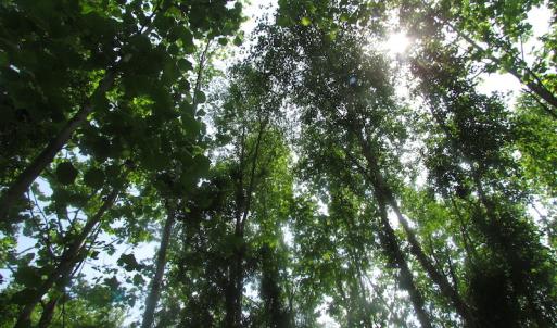 Photo of UNDER CONTRACT!  20 Acres of Hunting and Farm Land For Sale in Southampton County VA!