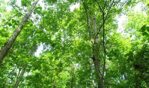 Photo of UNDER CONTRACT!  20 Acres of Hunting and Farm Land For Sale in Southampton County VA!