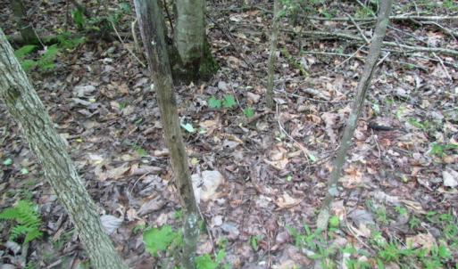 Photo of UNDER CONTRACT!  20 Acres of Hunting and Farm Land For Sale in Southampton County VA!