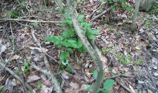 Photo of UNDER CONTRACT!  20 Acres of Hunting and Farm Land For Sale in Southampton County VA!