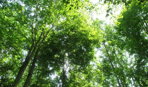 Photo of UNDER CONTRACT!  20 Acres of Hunting and Farm Land For Sale in Southampton County VA!