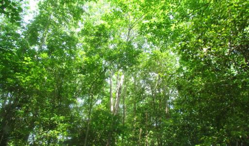 Photo of UNDER CONTRACT!  20 Acres of Hunting and Farm Land For Sale in Southampton County VA!