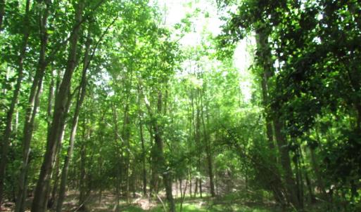 Photo of UNDER CONTRACT!  20 Acres of Hunting and Farm Land For Sale in Southampton County VA!