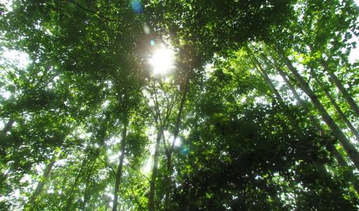Photo of UNDER CONTRACT!  20 Acres of Hunting and Farm Land For Sale in Southampton County VA!