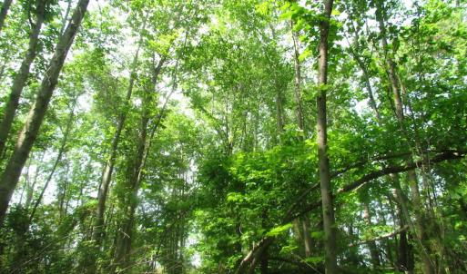 Photo of UNDER CONTRACT!  20 Acres of Hunting and Farm Land For Sale in Southampton County VA!
