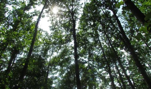 Photo of UNDER CONTRACT!  20 Acres of Hunting and Farm Land For Sale in Southampton County VA!