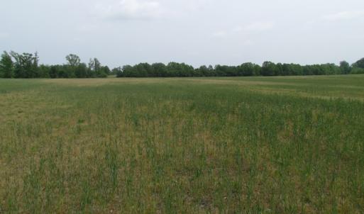Photo of UNDER CONTRACT!  17 Acres of Farm Land For Sale in Southampton County VA!