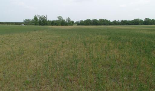 Photo of UNDER CONTRACT!  17 Acres of Farm Land For Sale in Southampton County VA!