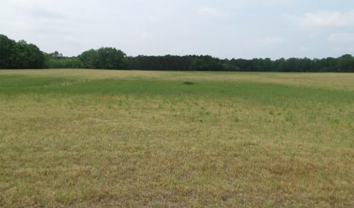 Photo of UNDER CONTRACT!  17 Acres of Farm Land For Sale in Southampton County VA!