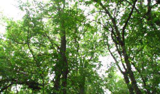 Photo of SOLD!  30 Acres of Hunting and Farm Land For Sale in Southampton County VA!