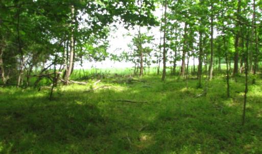 Photo of SOLD!  30 Acres of Hunting and Farm Land For Sale in Southampton County VA!