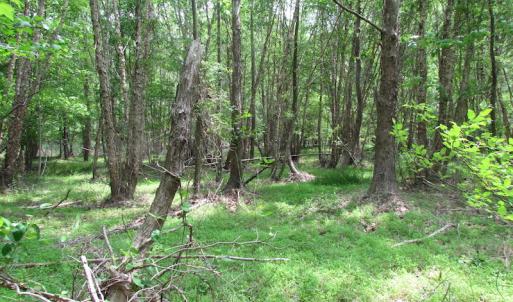 Photo of SOLD!  30 Acres of Hunting and Farm Land For Sale in Southampton County VA!